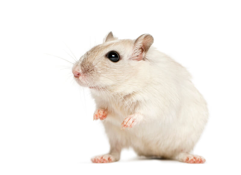 hamster blanco