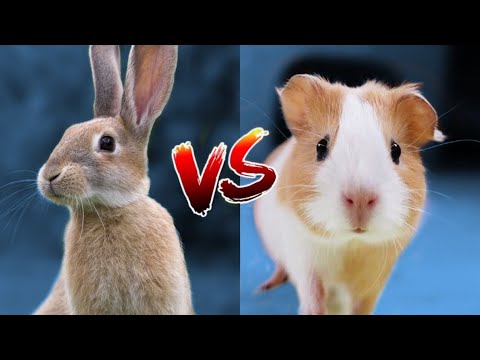 ¿Qué es un conejo roedor?