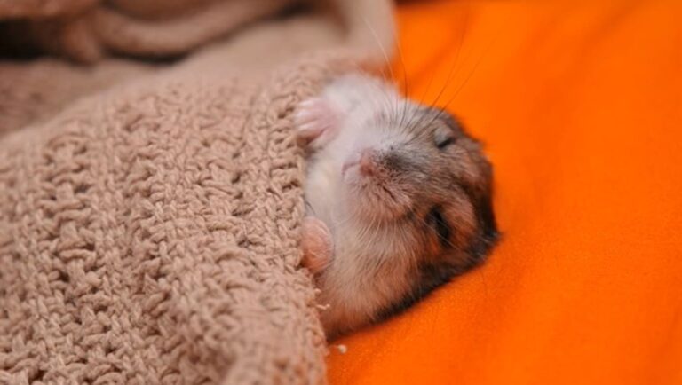 hamster muerto o hibernando